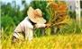 مدیر جهاد کشاورزی شهرستان سیمرغ از آغاز برداشت برنج در شالیزاری این شهرستان در سال زراعی جاری خبر داد.