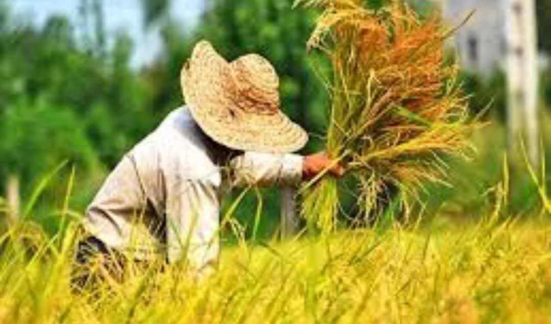 مدیر جهاد کشاورزی شهرستان سیمرغ از آغاز برداشت برنج در شالیزاری این شهرستان در سال زراعی جاری خبر داد.
